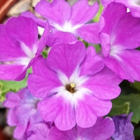 Primula allionii pubescens 'Lilac Fairy'